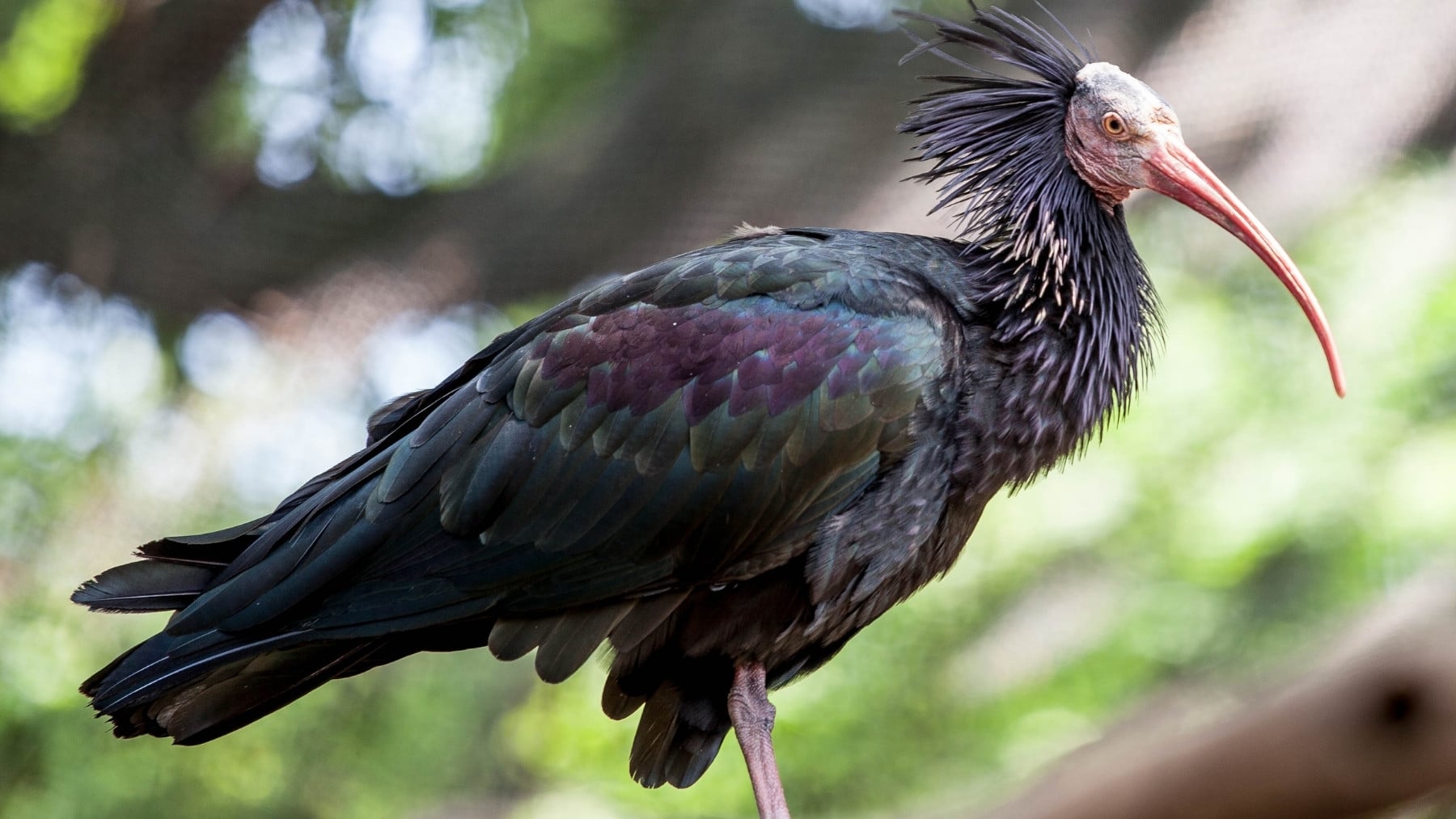 El hallazgo ornitológico que ha emocionado a media España: rescatan un ibis eremita, una de las aves más raras y amenazadas del planeta