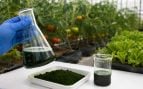 Aumentan productividad cultivos en sequía con cianobacterias, sequía y cultivo cianobacterias, cianobacterias y cultivos, productividad en agricultura de Almería.