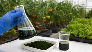 Aumentan productividad cultivos en sequía con cianobacterias, sequía y cultivo cianobacterias, cianobacterias y cultivos, productividad en agricultura de Almería.