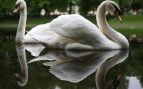Lago cisnes San Petersburgo