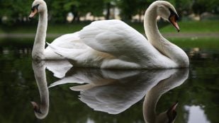Lago cisnes San Petersburgo