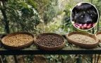 Café Luwak, café, café más caro