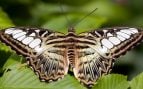 Mejor haiku japonés, qué son los haikus, haikus de Mario Benedetti, haikus de Benedetti, haiku de la mariposa.