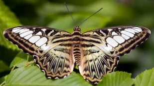 Mejor haiku japonés, qué son los haikus, haikus de Mario Benedetti, haikus de Benedetti, haiku de la mariposa.