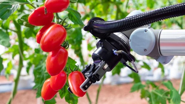 robots-tomates
