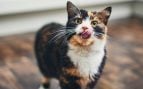 Gato