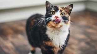 Gato