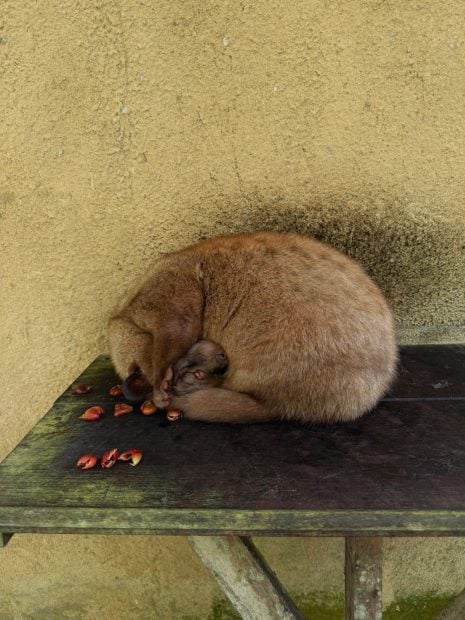 Caf&eacute; Luwak, caf&eacute;, caf&eacute; m&aacute;s caro