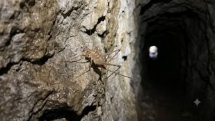 Ejemplar hembra de Dolichopoda balrogi en el túnel artificial de la isla de Kastellorizo, Grecia (Imagen creada con IA).