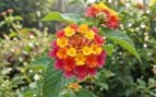 Flor verano