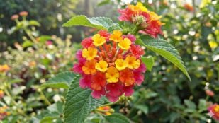 Flor verano