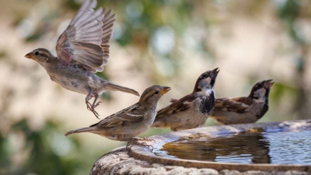 Gorriones refresc&aacute;ndose en una peque&ntilde;a fuente. 