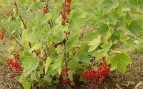 Arbusto, naturaleza, curiosidades
