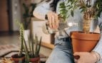 plantas refrescar casa