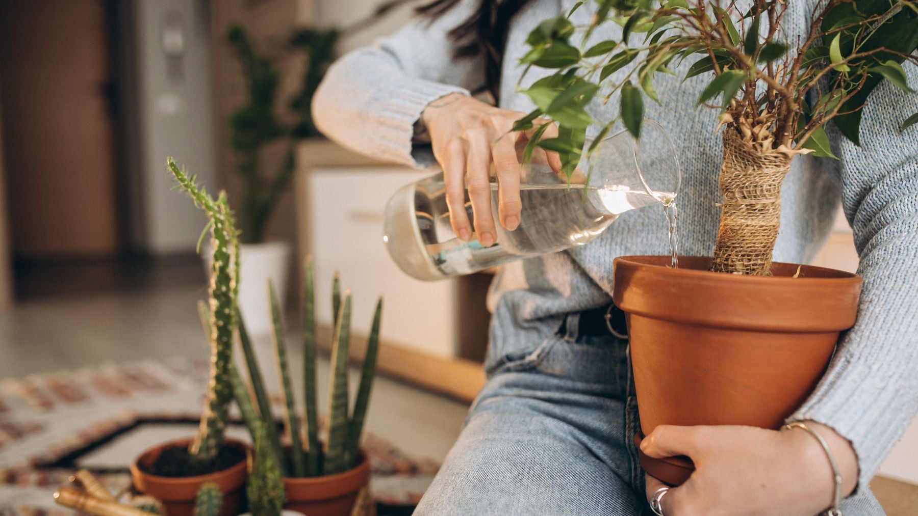 Adiós al aire acondicionado: las mejores plantas para refrescar tu casa este verano sin gastar un dineral en tu factura de la lu