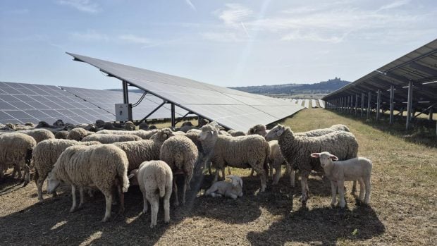 ovejas fotovoltaica