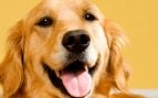 Un perro feliz
