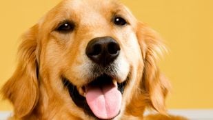 Un perro feliz