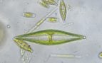 Alga microscópica