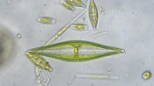 Alga microscópica