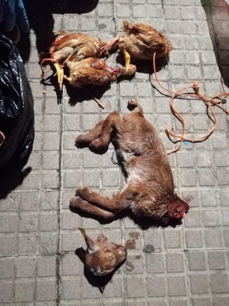 Primera condena firme en Espa&ntilde;a por el sacrificio de animales en rituales de santer&iacute;a