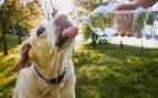 Perros y calor