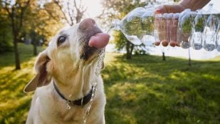 Perros y calor