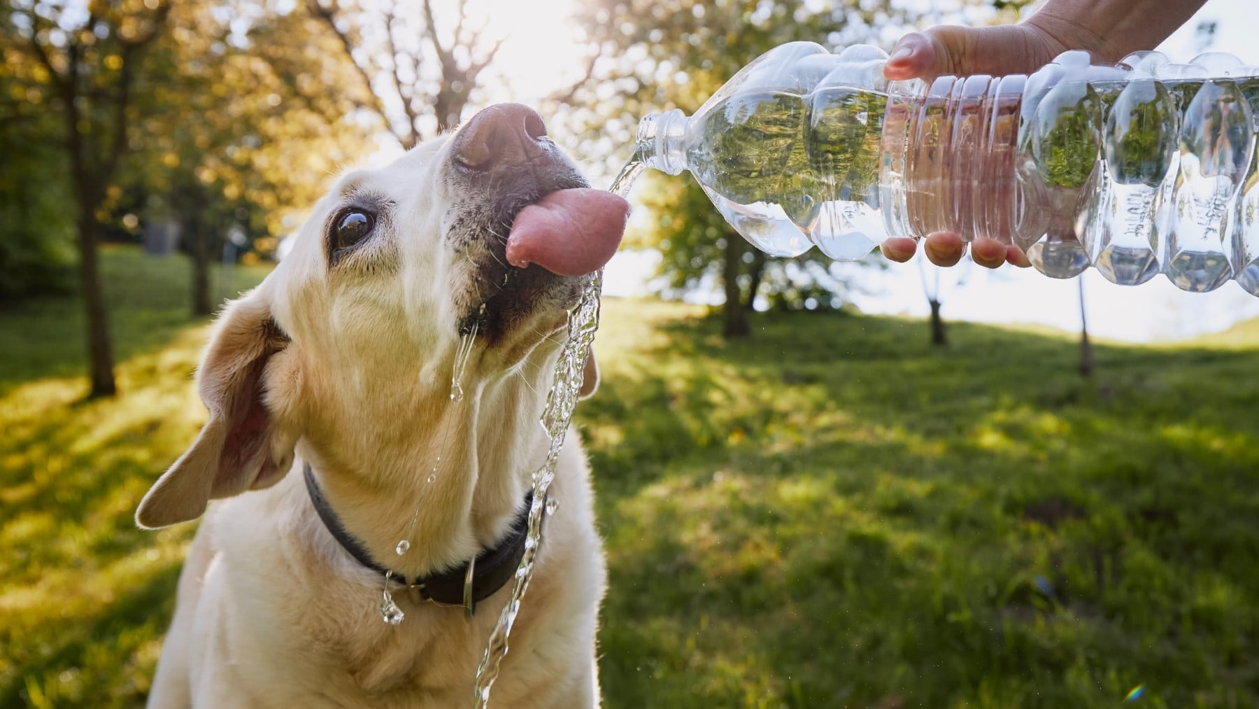 Aviso de los expertos a los dueños de perros: En días de mucho calor no tienen la misma energía