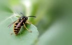 Estudiantes franceses usan IA contra el avispón asiático, trampa contra el avispón asiático, especies invasoras vespa velutina, avispa asiática y uso de IA.