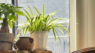 Mejor planta