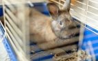 Un conejo doméstico dentro de una jaula. Foto: Freepik
