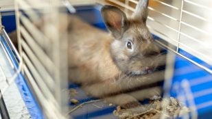 Un conejo doméstico dentro de una jaula. Foto: Freepik