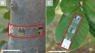 Fotografías de los PD DUV nanocompuestos ZTO integrados en circuitos propuestos adheridos a varias superficies. // Fotos extraídas del estudio publicado en Science Advances.