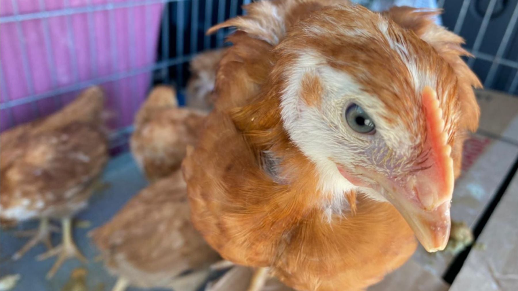 Gallinas rescatadas de un ritual de santería que conllevaba su sacrificio. Foto: Anima Naturalis.
