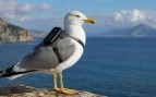 Gaviotas, Cataluña, GPS, animales, aves
