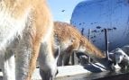 Las cámaras trampa permitieron monitorear la frecuencia de uso y el tiempo de permanencia de guanacos y ovinos en los bebederos. Foto: INTA AER Los Antiguos / Gobierno de Argentina