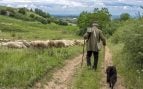 Pastores, ovejas, Soria, ganadería