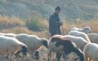 Pastor trashumante en Huesca, rebaño de 800 ovejas en el centro de ovejas, qué son los pastores trashumantes.