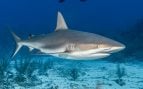 Tiburones, costas, Mediterráneo