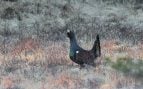 Urogallos, Castilla y León, aves, animales