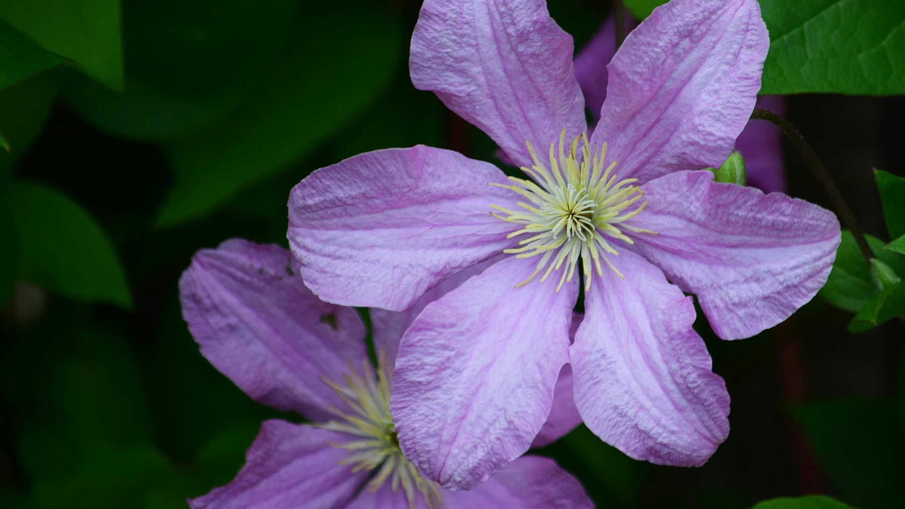 Olvida la buganvilla: la planta trepadora con flores perfecta para un jardín con mucho sol y poco riego en el verano español