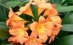 Clivia, planta, flores, curiosidades