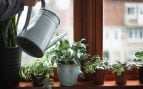 Ni geranios ni hortensias: estas son las 5 plantas de interior para refrescar tu casa este verano. Foto de Canva.