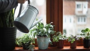 Ni geranios ni hortensias: estas son las 5 plantas de interior para refrescar tu casa este verano. Foto de Canva.