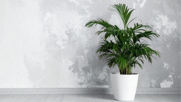 Areca. Foto de Canva.