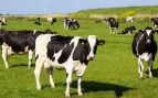 Unas vacas