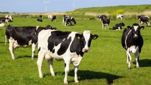 Unas vacas