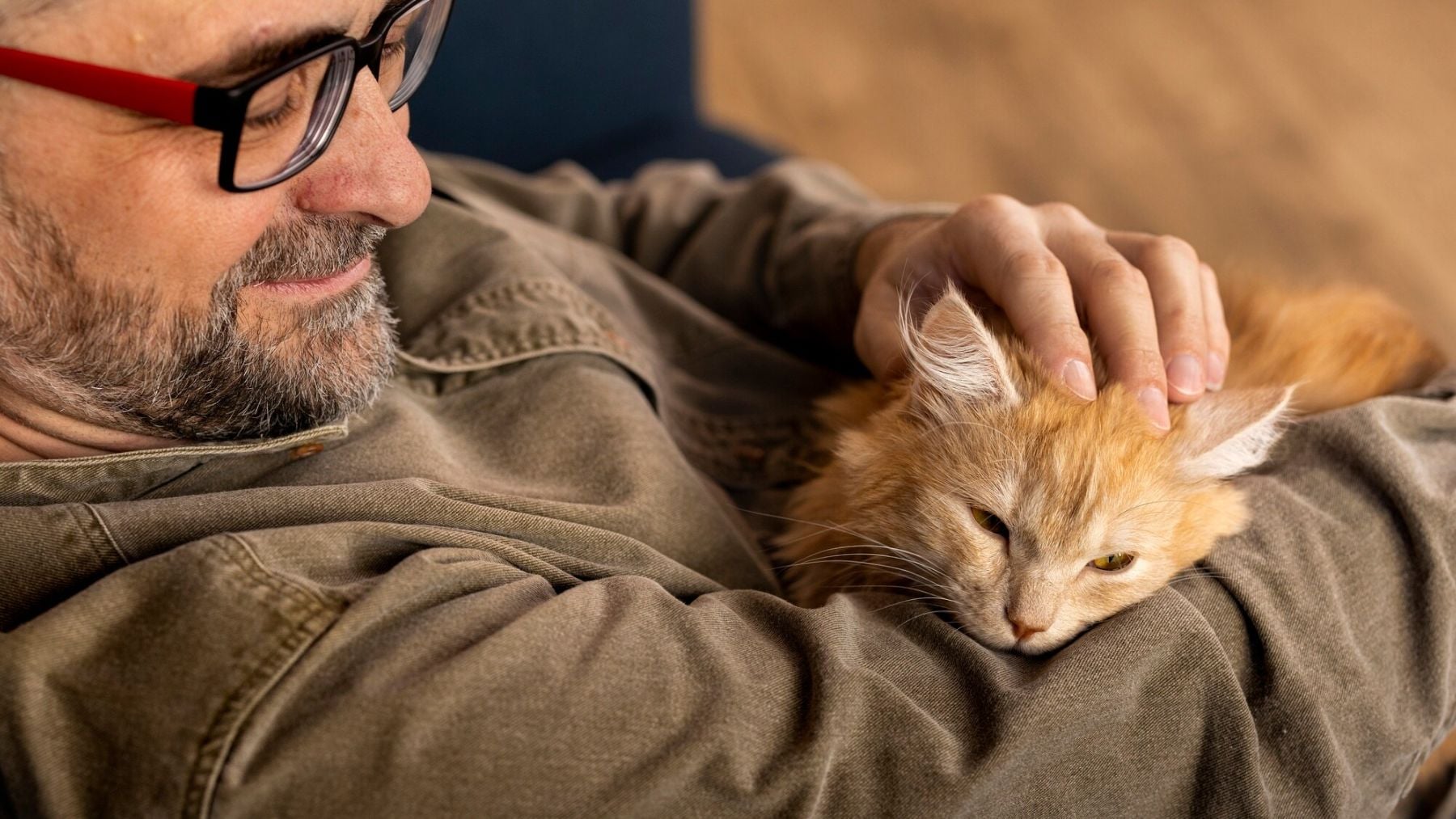 La ciencia explica que si tu gato te amasa la barriga no es porque quiera tu atención: puede estar sufriendo estrés
