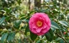 Camellia japonica.