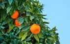 naranjas selva tropical